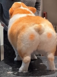 可愛暴擊